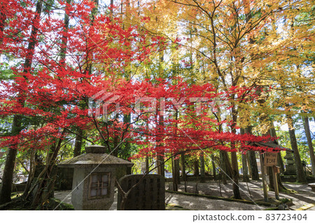 紅葉盛開的高野山 83723404