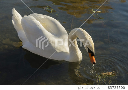 A graceful swan on lake water in sunny day 83723500