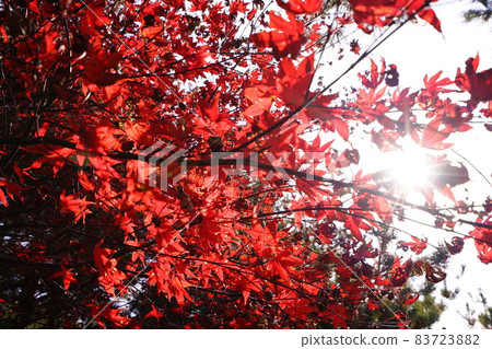 Bukhansan. National Park. Kalbawi. Sunrise. Autumn foliage. Pine trees Bukhansan. National Park. Kalbawi. Sunrise. Autumn foliage. Pine trees 83723882