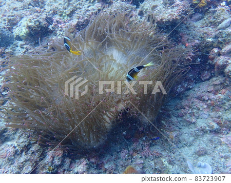 銀蓮花屬魚和海葵 銀蓮花屬魚和海葵 83723907