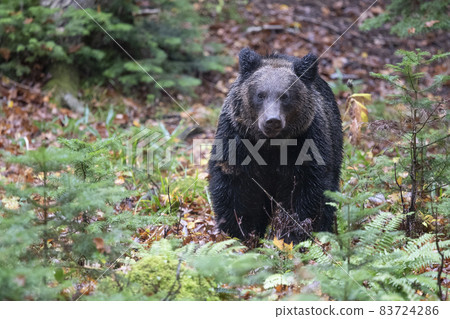 Petite brown bear 83724286