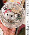 Too cute hamster 83724359