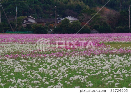  Cosmos field 83724905