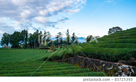 Tea plantations and Mt. Fuji (winter) at Obuchi Sasaba, Fuji City, Shizuoka Prefecture Tea plantations and Mt. Fuji (winter) at Obuchi Sasaba, Fuji City, Shizuoka Prefecture 83725393