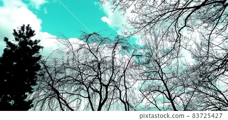 首爾北漢山藍天在冬天光禿禿的樹木後面 首爾北漢山藍天在冬天光禿禿的樹木後面 83725427