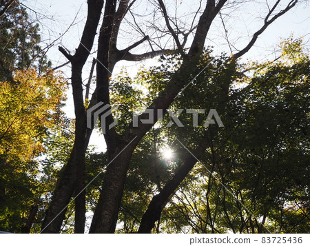 Sunbeams (autumn) 83725436