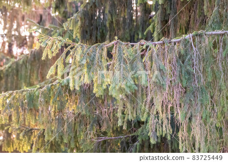 Green fir branches in winter during at sunset Green fir branches in winter during at sunset 83725449