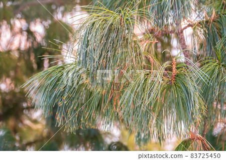 Cedar branches with long fluffy needles with a beautiful blurry background. Cedar branches with long fluffy needles with a beautiful blurry background. 83725450