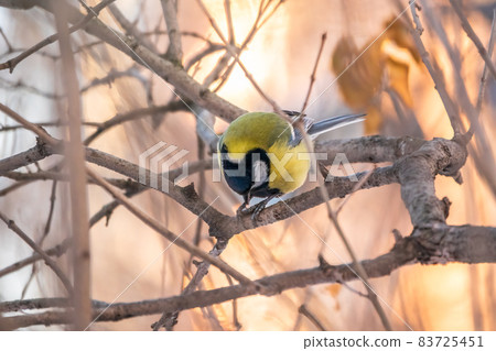 Cute bird Great tit, songbird sitting on a branch without leaves in the autumn or winter. Cute bird Great tit, songbird sitting on a branch without leaves in the autumn or winter. 83725451