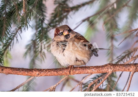 Sparrow sits on a fir branch in the sunset light. Sparrow sits on a fir branch in the sunset light. 83725452