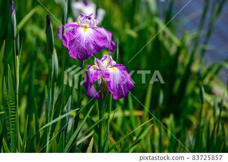 Iris 1 83725857