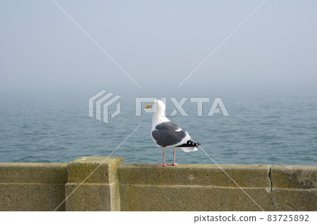 SAN FRANCISCO, CALIFORNIA, UNITED STATES - NOV 25th, 2018: Side Profile of a Western Gull against the background of the San Francisco Bay SAN FRANCISCO, CALIFORNIA, UNITED STATES - NOV 25th, 2018: Side Profile of a Western Gull against the background of the San Francisco Bay 83725892