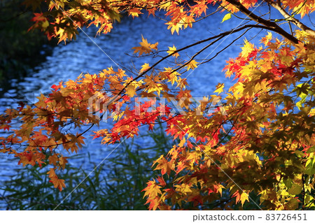 Lake Tateshina in full bloom of autumn leaves 83726451