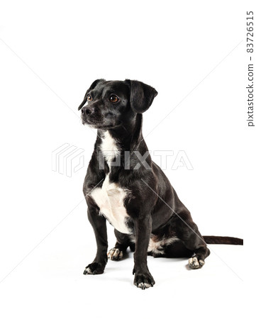 small black dog looking isolated white background 83726515