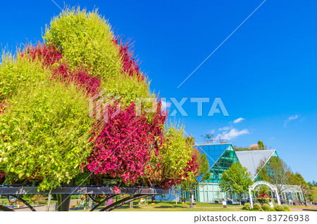 花公園甲南,草坪廣場的水晶花<愛知縣甲南市> 花公園甲南,草坪廣場的水晶花<愛知縣甲南市> 83726938