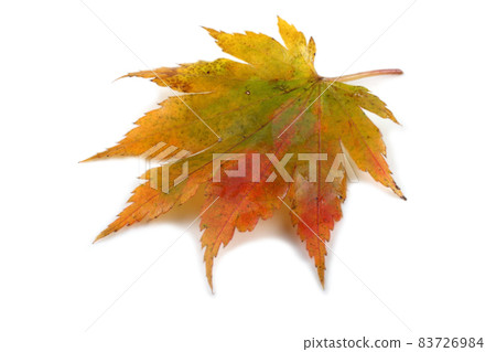 Autumn maple leaf 83726984