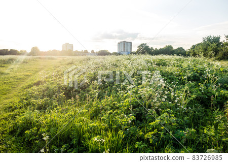 倫敦郊區明亮陽光下的廣闊田野 83726985