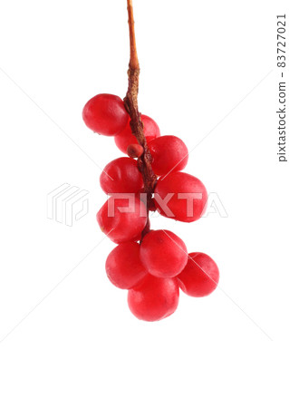 Schisandra Chinensis isolated on white Schisandra Chinensis isolated on white 83727021