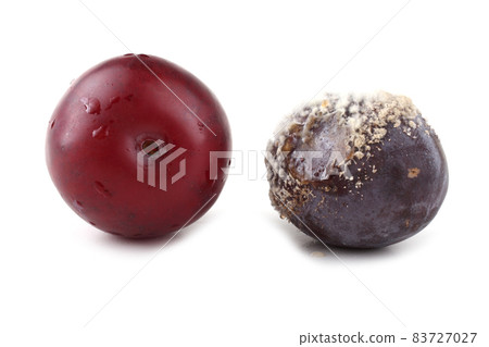 Plum and rotten plum Plum and rotten plum 83727027