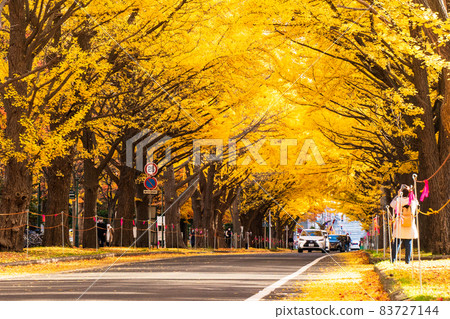 Hokkaido University Autumn Ginkgo Trees Hokkaido University Autumn Ginkgo Trees 83727144