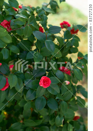 Garden rose bush blooming with red flowers. Close-up 83727150