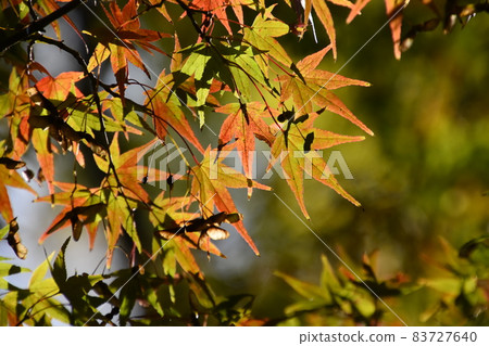 Yamadaike Park Yamadaike Park 83727640