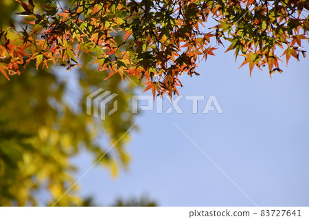 Yamadaike Park Yamadaike Park 83727641