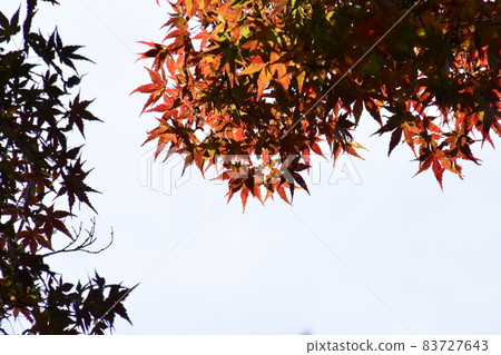 Yamadaike Park Yamadaike Park 83727643