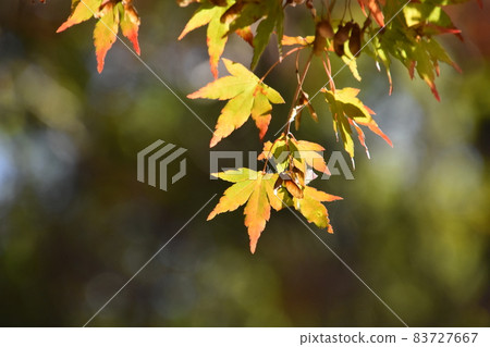 Yamadaike Park Yamadaike Park 83727667
