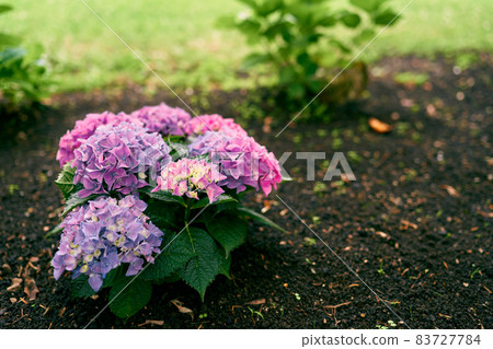 Blooming lilac and pink small hydrangea bush Blooming lilac and pink small hydrangea bush 83727784