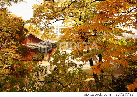 昌慶宮秋景 83727788