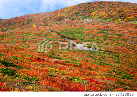 Autumn leaves of Mt. Kurikoma God's carpet 83728058