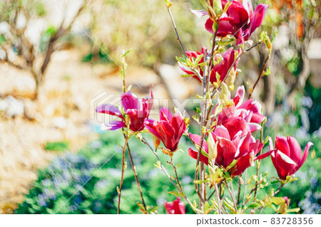 Close-up of red magnolia flowers in the garden. Close-up of red magnolia flowers in the garden. 83728356