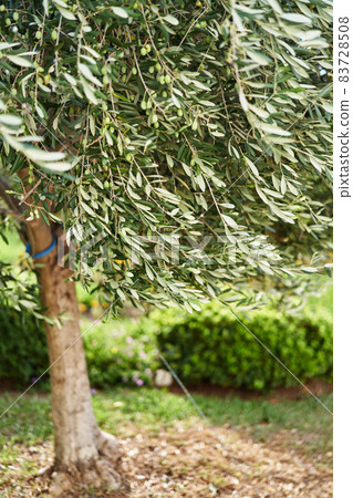 Olive tree with green olives growing in the garden Olive tree with green olives growing in the garden 83728508