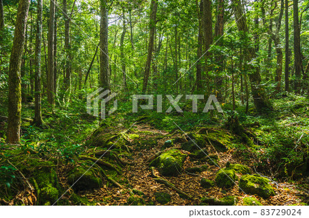 Aokigahara Jukai walking path Aokigahara Jukai walking path 83729024