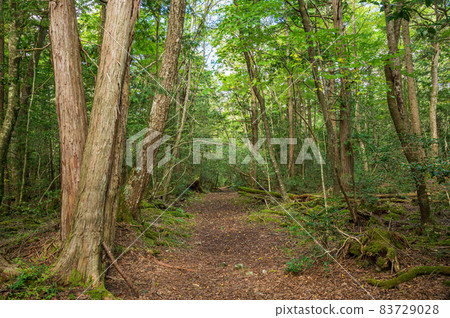 Bright tree sea promenade Bright tree sea promenade 83729028