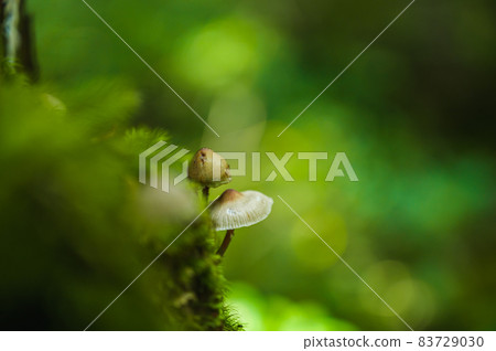 Aokigahara Jukai's natural mushrooms 83729030