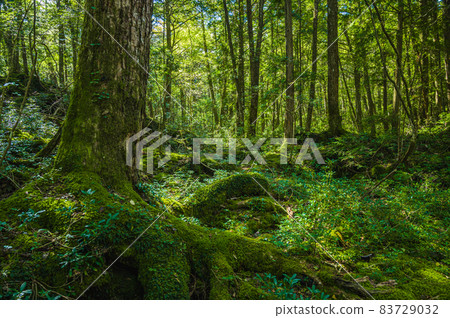 Aokigahara Jukai shining through the sunlight Aokigahara Jukai shining through the sunlight 83729032