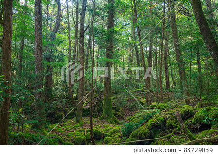Aokigahara Jukai　 83729039