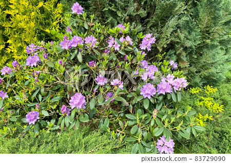 Rhododendron bush blooming with pink flowers. Studio Photo Rhododendron bush blooming with pink flowers. Studio Photo 83729090