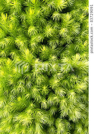Colorful young shoots and cones on spruce trees. Studio Photo 83729091