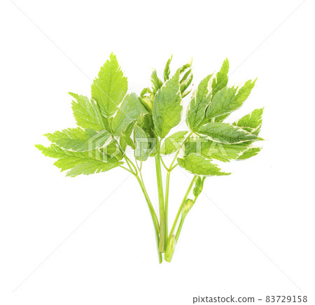 Perennial weed Aegopodium with variegated leaves. Studio Photo Perennial weed Aegopodium with variegated leaves. Studio Photo 83729158