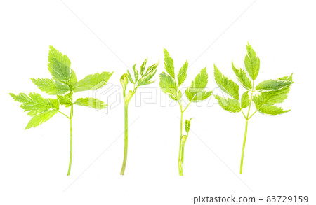 Perennial weed Aegopodium with variegated leaves. Studio Photo Perennial weed Aegopodium with variegated leaves. Studio Photo 83729159