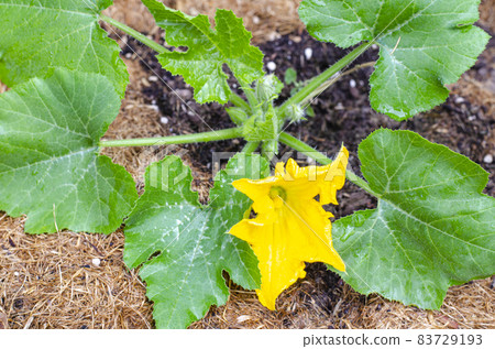 Growing zucchini bush with yellow flower and green leaves. Studio Photo. Growing zucchini bush with yellow flower and green leaves. Studio Photo. 83729193