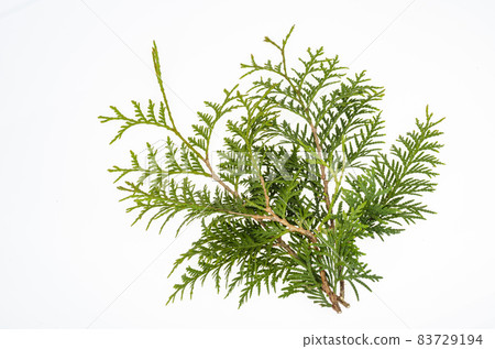 Thuja occidentalis green branch isolated on white background. Studio Photo Thuja occidentalis green branch isolated on white background. Studio Photo 83729194