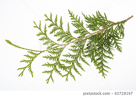 Thuja occidentalis green branch isolated on white background. Studio Photo 83729197