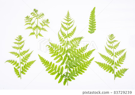 Green leaf of decorative fern on white background. Studio Photo. Green leaf of decorative fern on white background. Studio Photo. 83729239