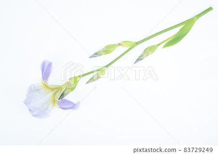 Delicate blue flower of garden iris on white background. Studio Photo. Delicate blue flower of garden iris on white background. Studio Photo. 83729249