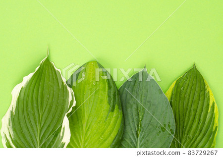 Background, postcard, banner from decorative hosta leaves. Studio Photo. 83729267