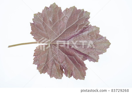 Purple heuchera leaf isolated on white background. Studio Photo. Purple heuchera leaf isolated on white background. Studio Photo. 83729268